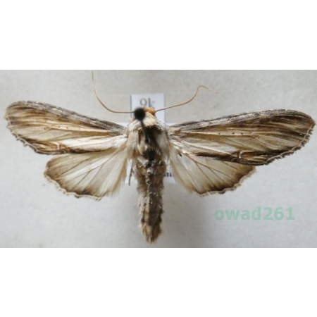 Cucullia lychnitis (Rambur, 1833) Kapturnica firletówka Hungaria9k